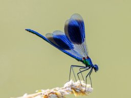 Christel Trica "Blauflüglige Prachtlibelle"